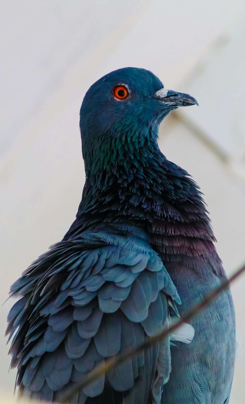 Schwarzer und blauer Vogel in Nahaufnahmen