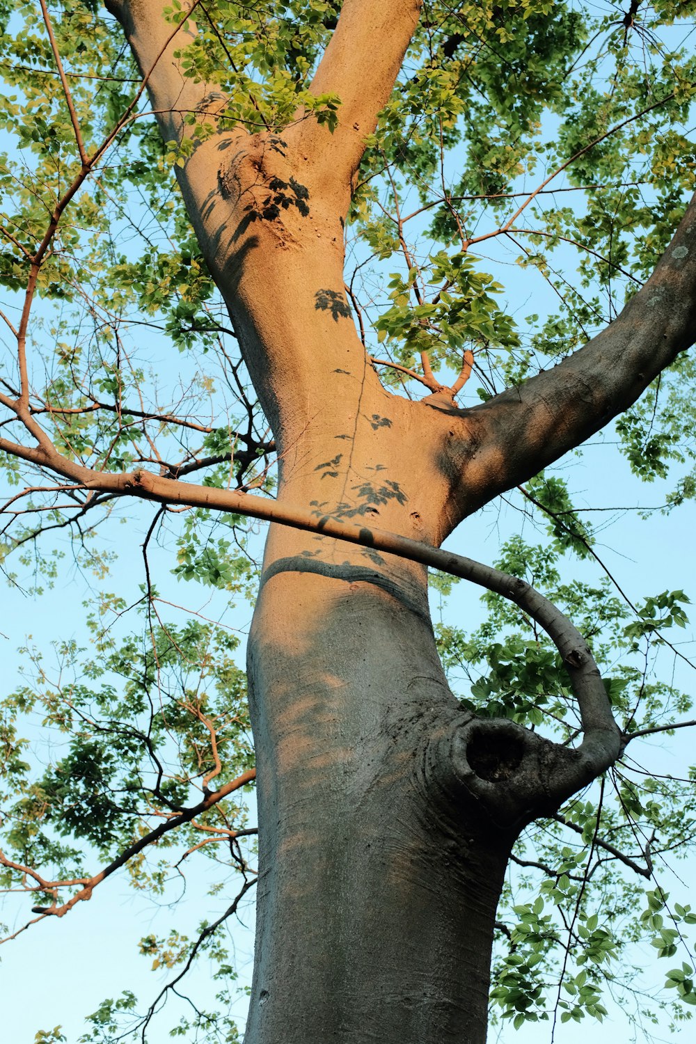 brown tree with green leaves during daytime