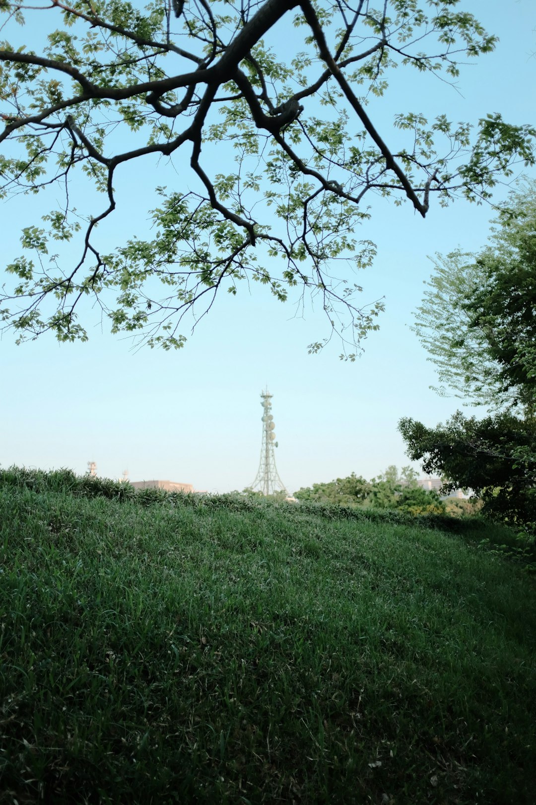 green grass field with trees during daytime