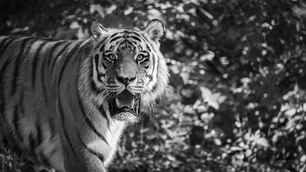 foto em tons de cinza do tigre que caminha na floresta