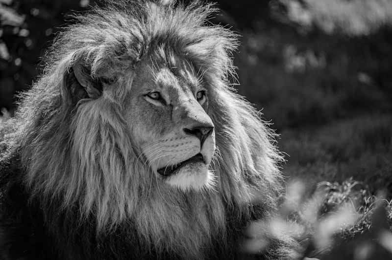grayscale photo of lion on grass field