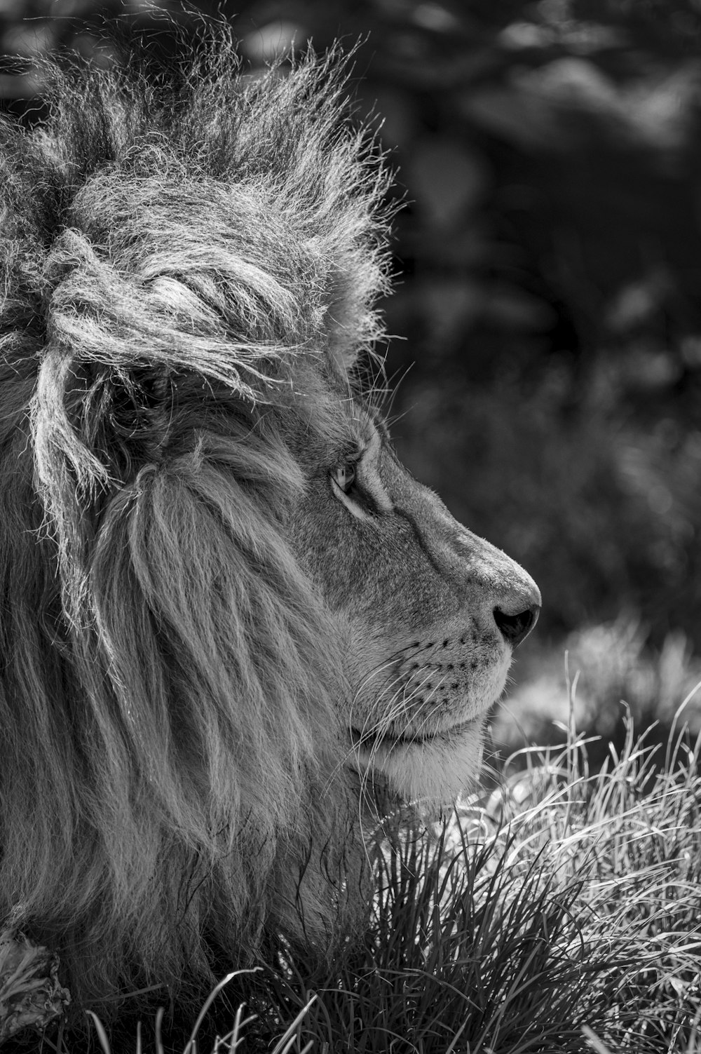 grayscale photo of lion lying on grass