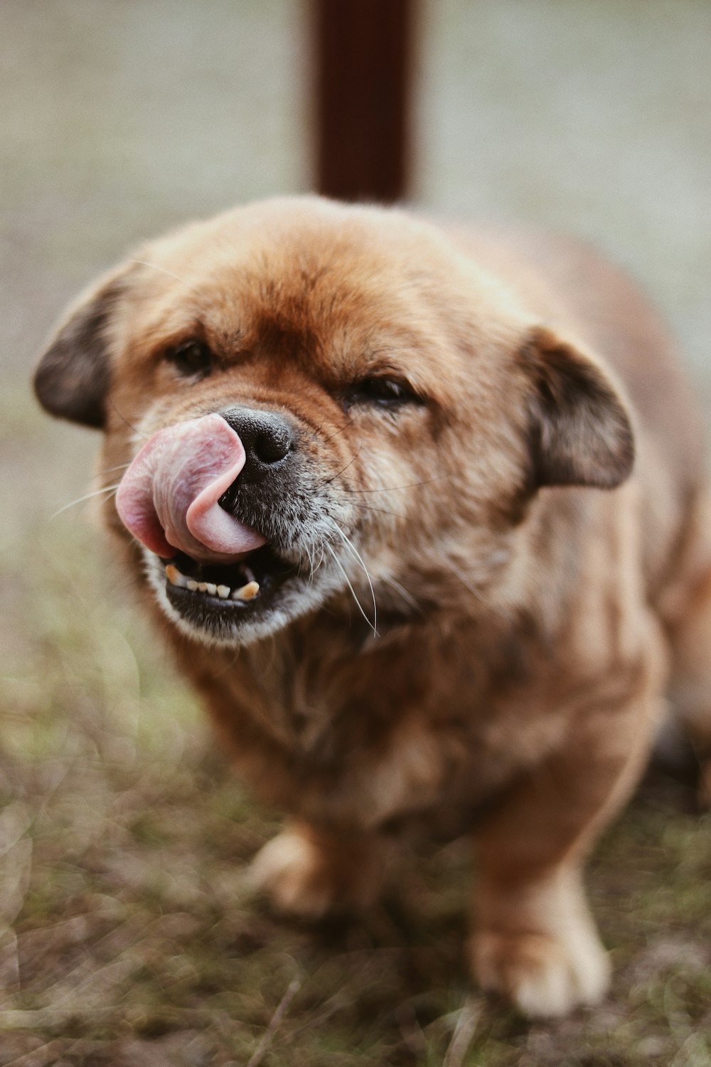 brown short coated dog on green grass field during daytime