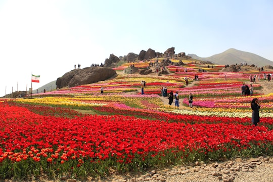 people walking on red flower field during daytime in Karaj Iran