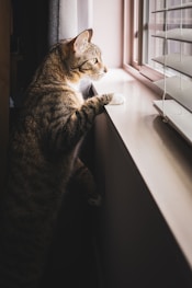 brown tabby cat on white table