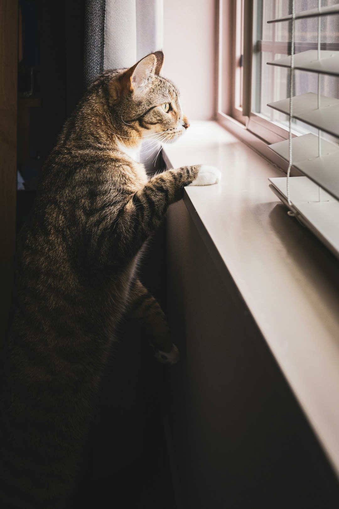 brown tabby cat on white table