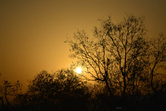 A golden Australian sunset casting warm light over a rugged landscape filled with native trees.
