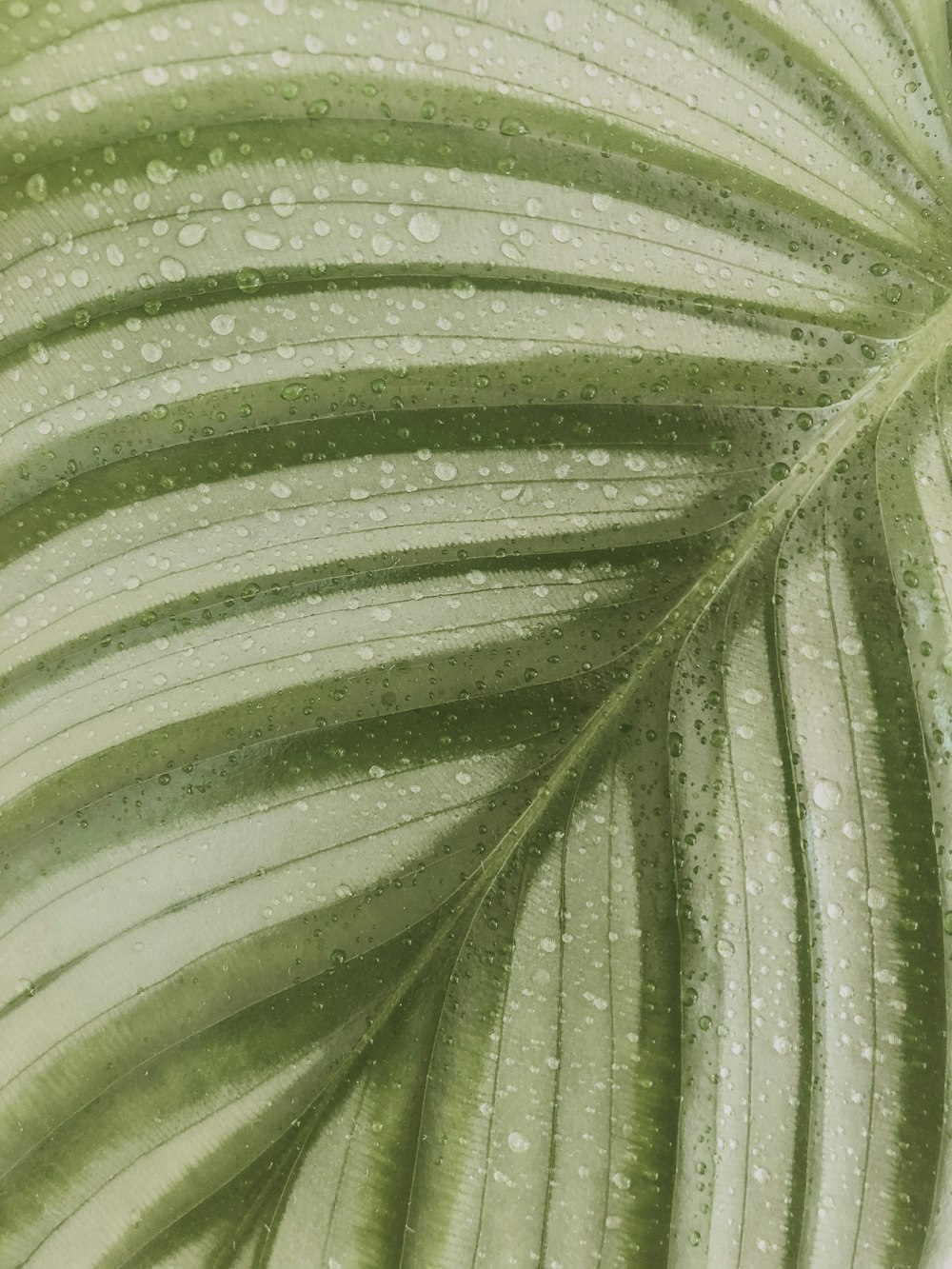 green leaf with water droplets