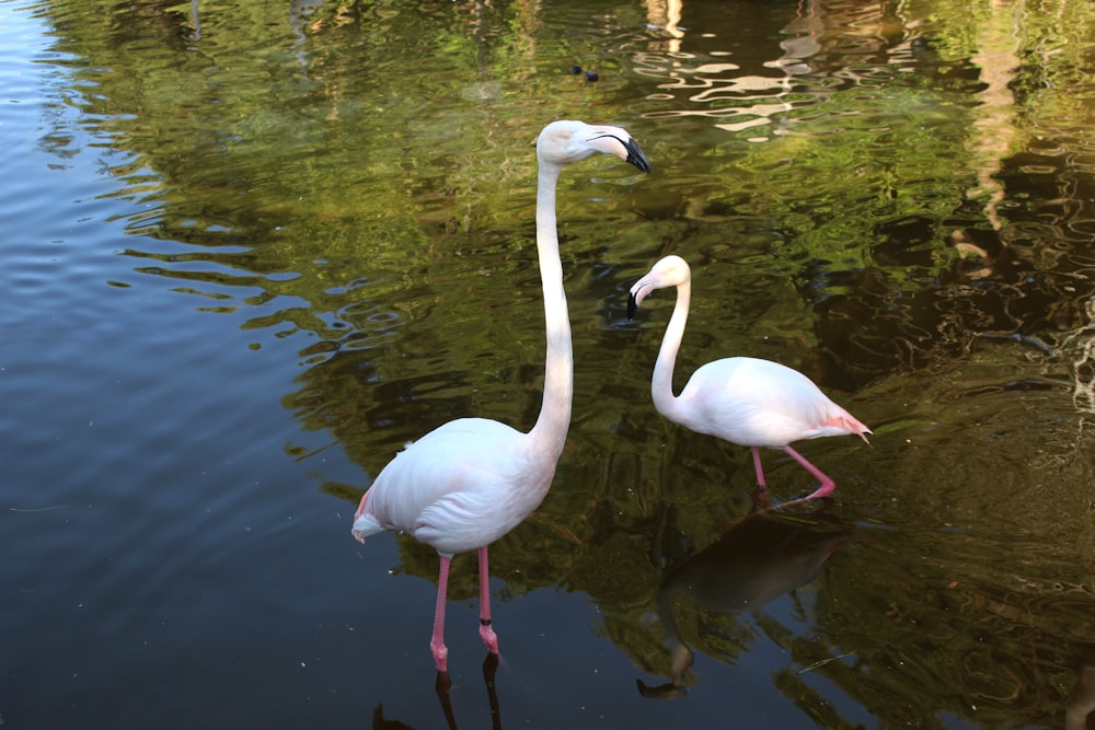 white swan on water during daytime