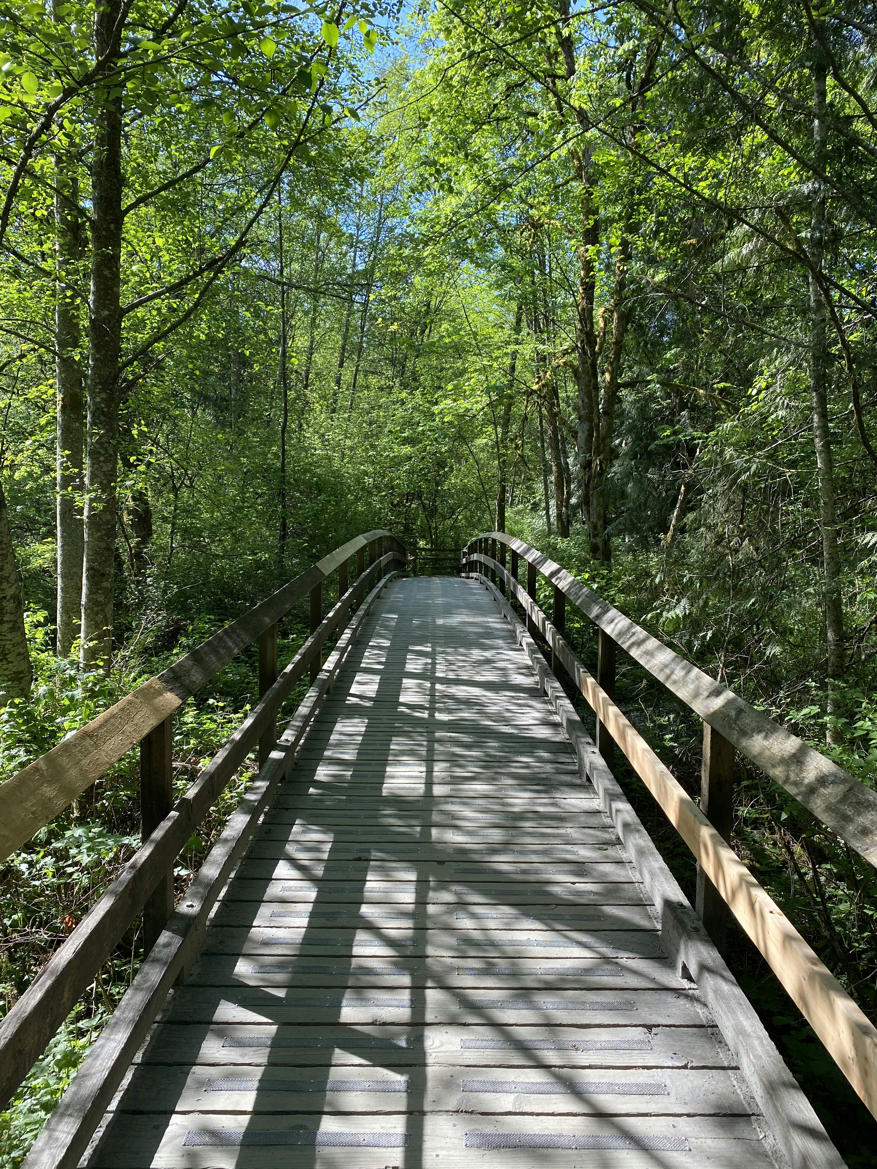 brown wooden bridge in the forest