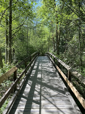 brown wooden bridge in the forest