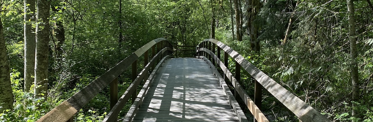 brown wooden bridge in the forest