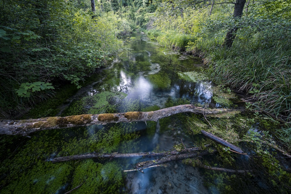 green trees beside river during daytime