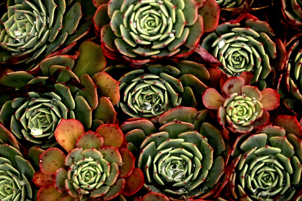 green and brown succulent plants