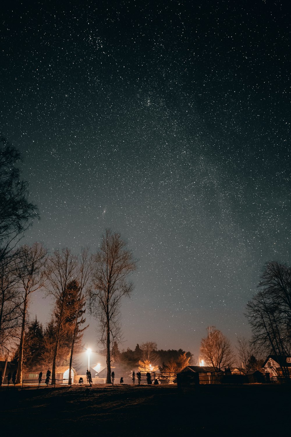 bare trees under starry night