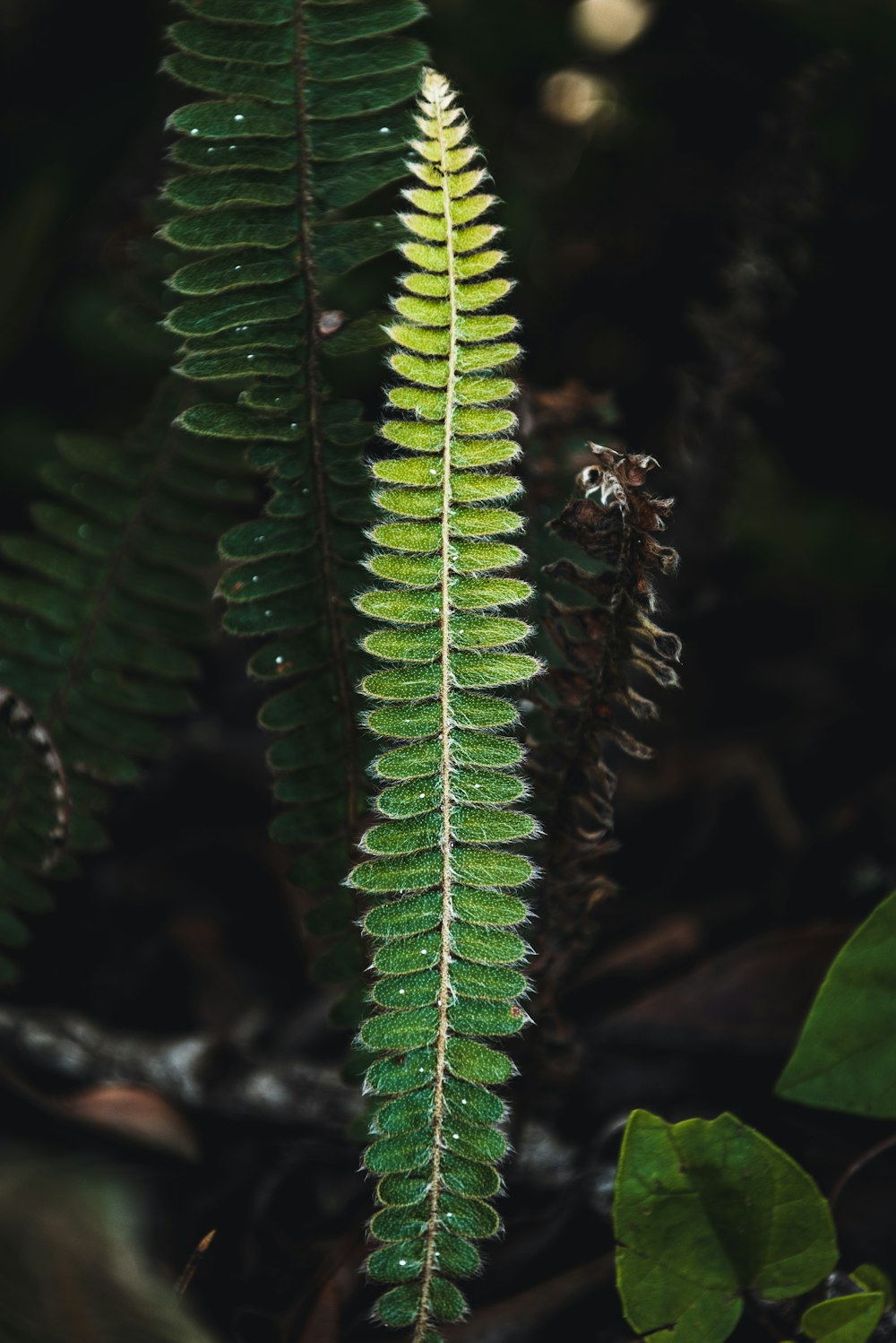 green fern plant in close up photography