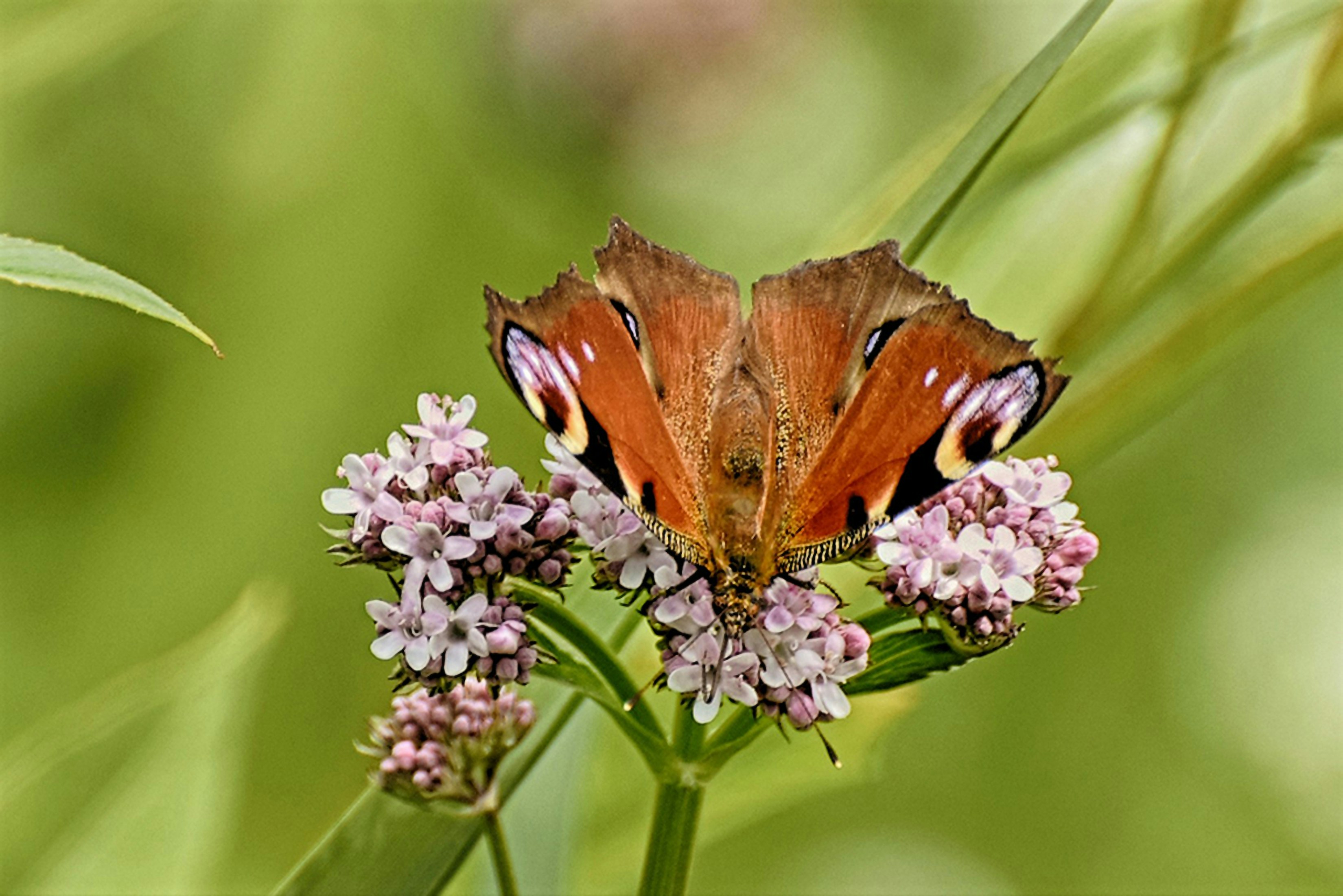 Photo by willem1956