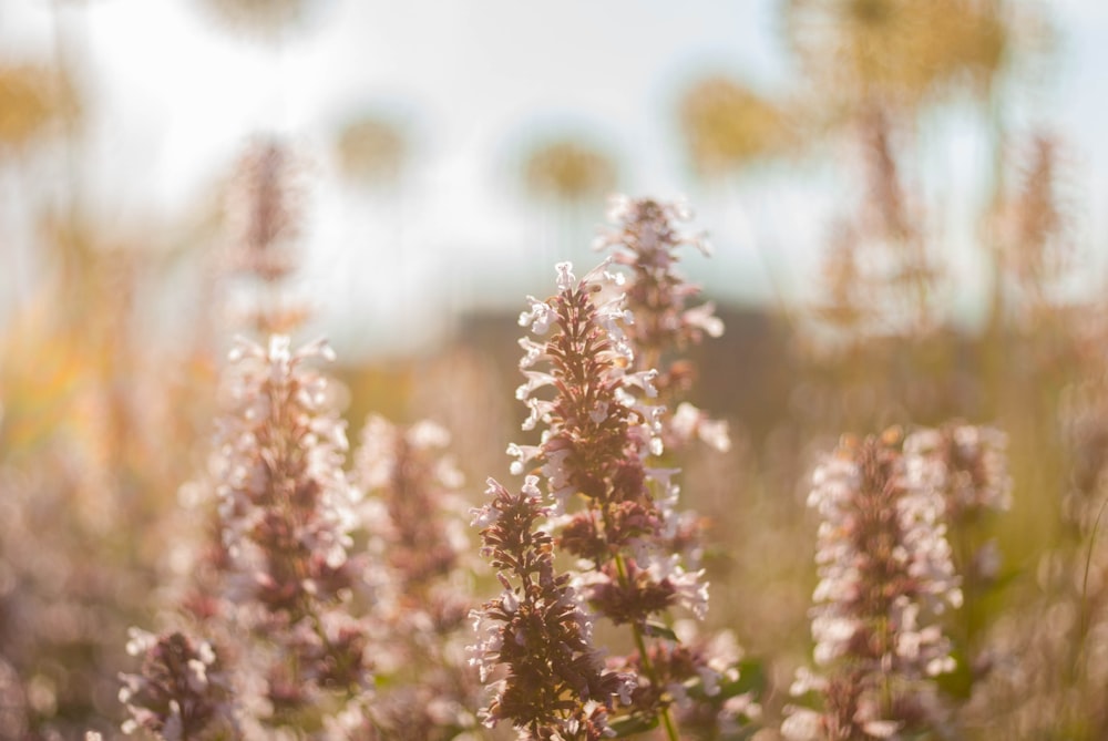 pink and white flowers during daytime