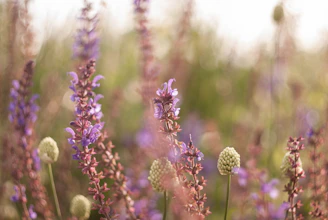 purple flower in tilt shift lens