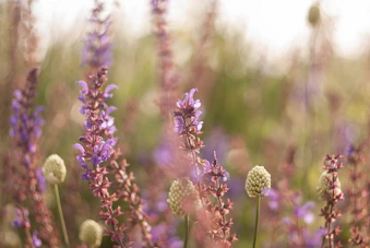 purple flower in tilt shift lens