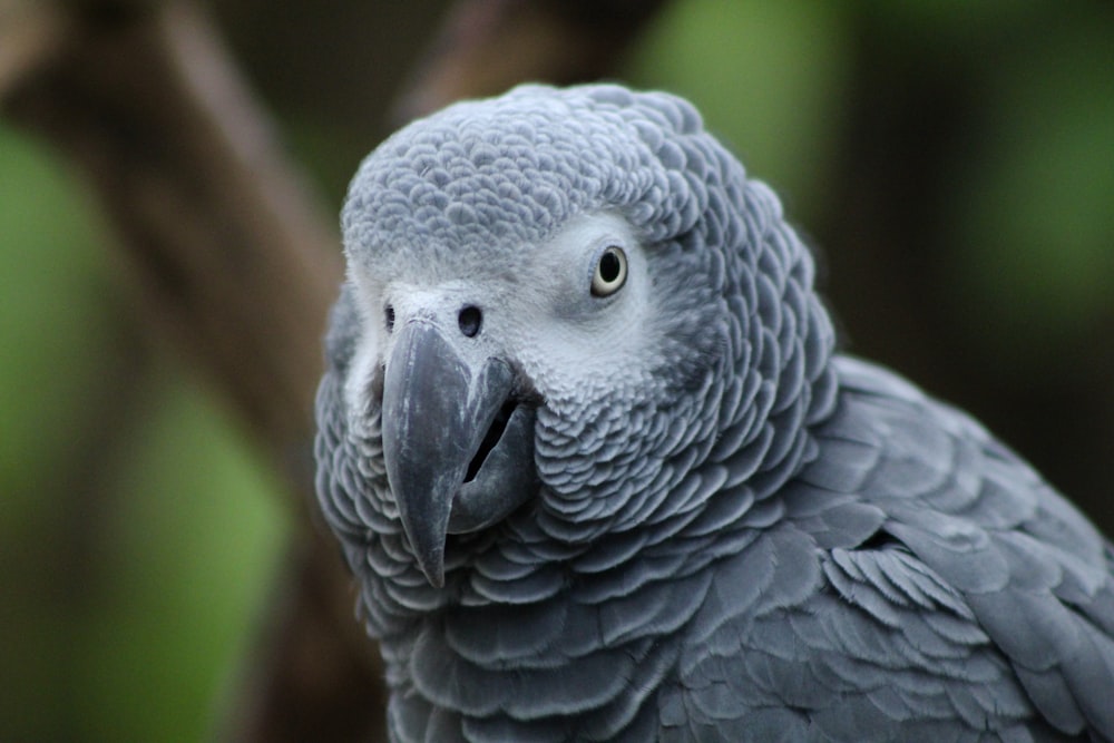 oiseau gris et blanc sur bâton en bois brun