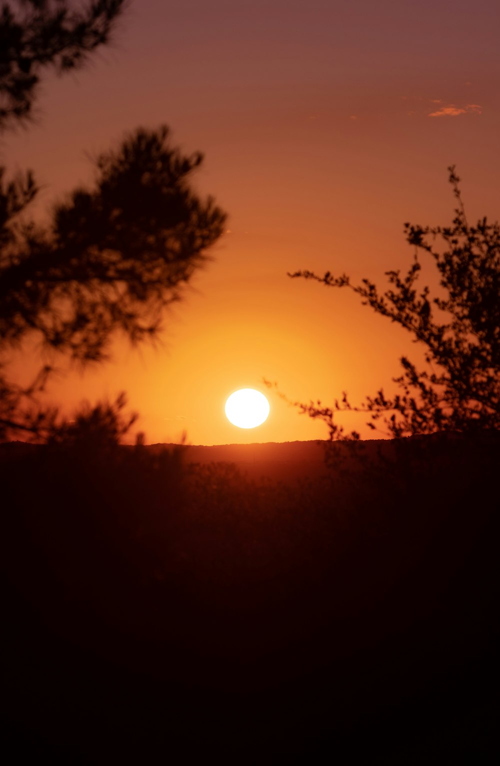 silhouette of trees during sunset