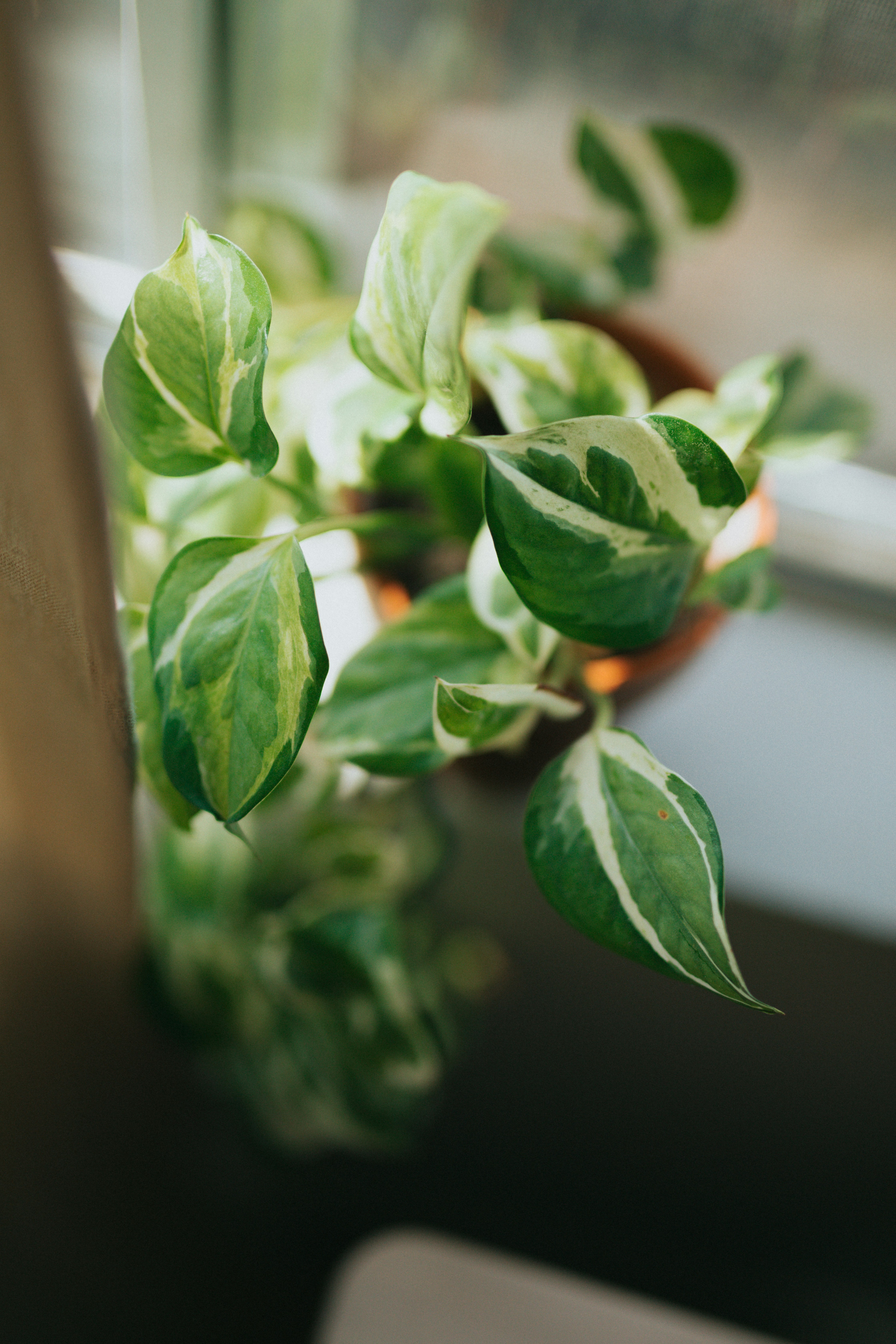 Photo by nate_dumlao