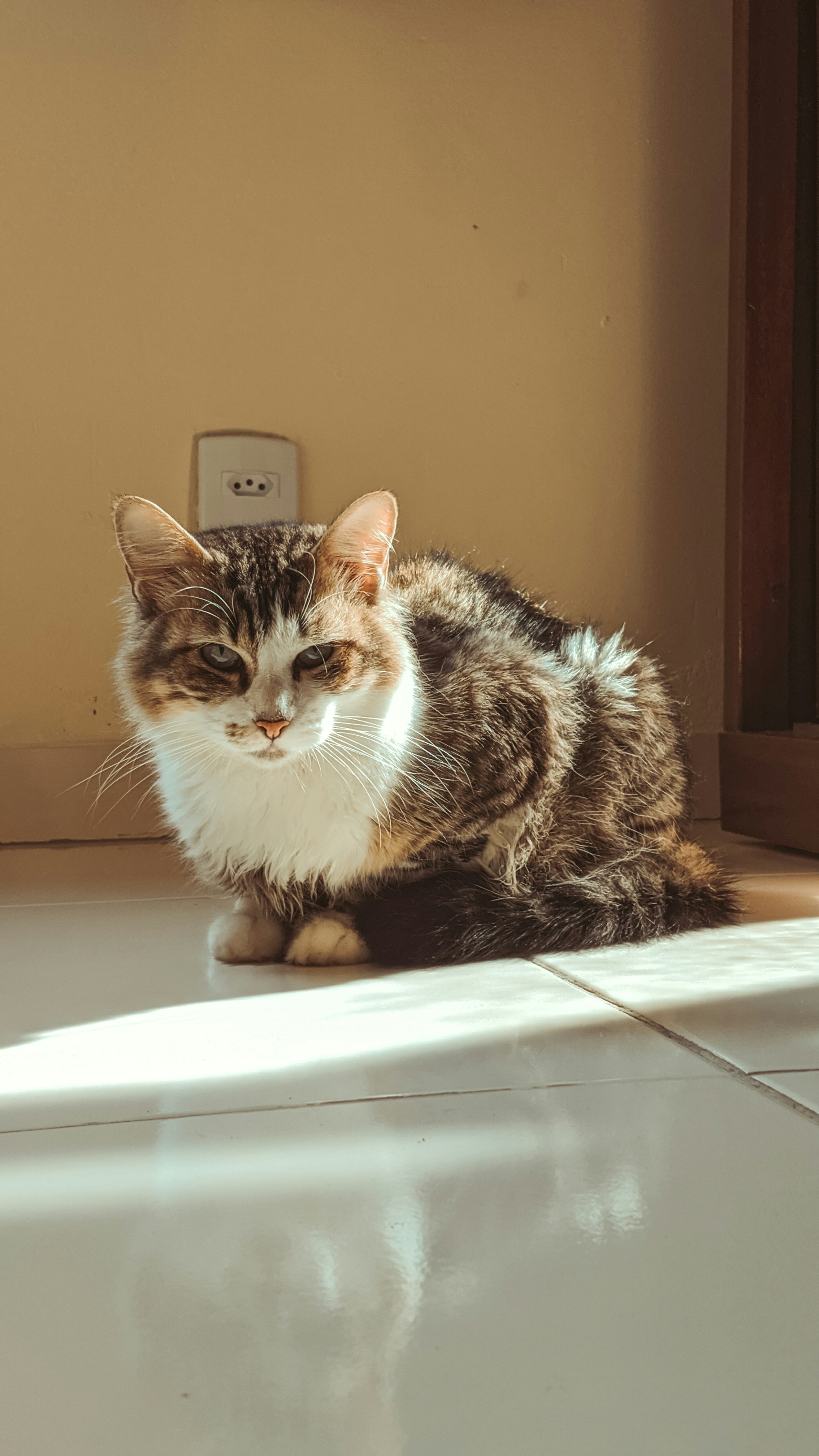 black and white tabby cat on white table
