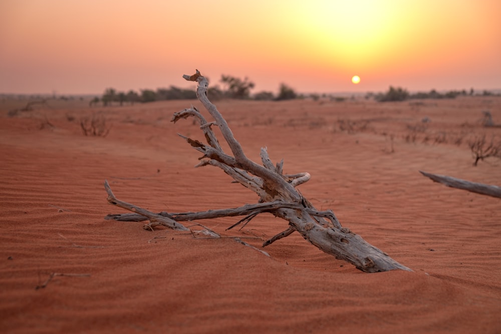 brown wood branch on brown sand during daytime