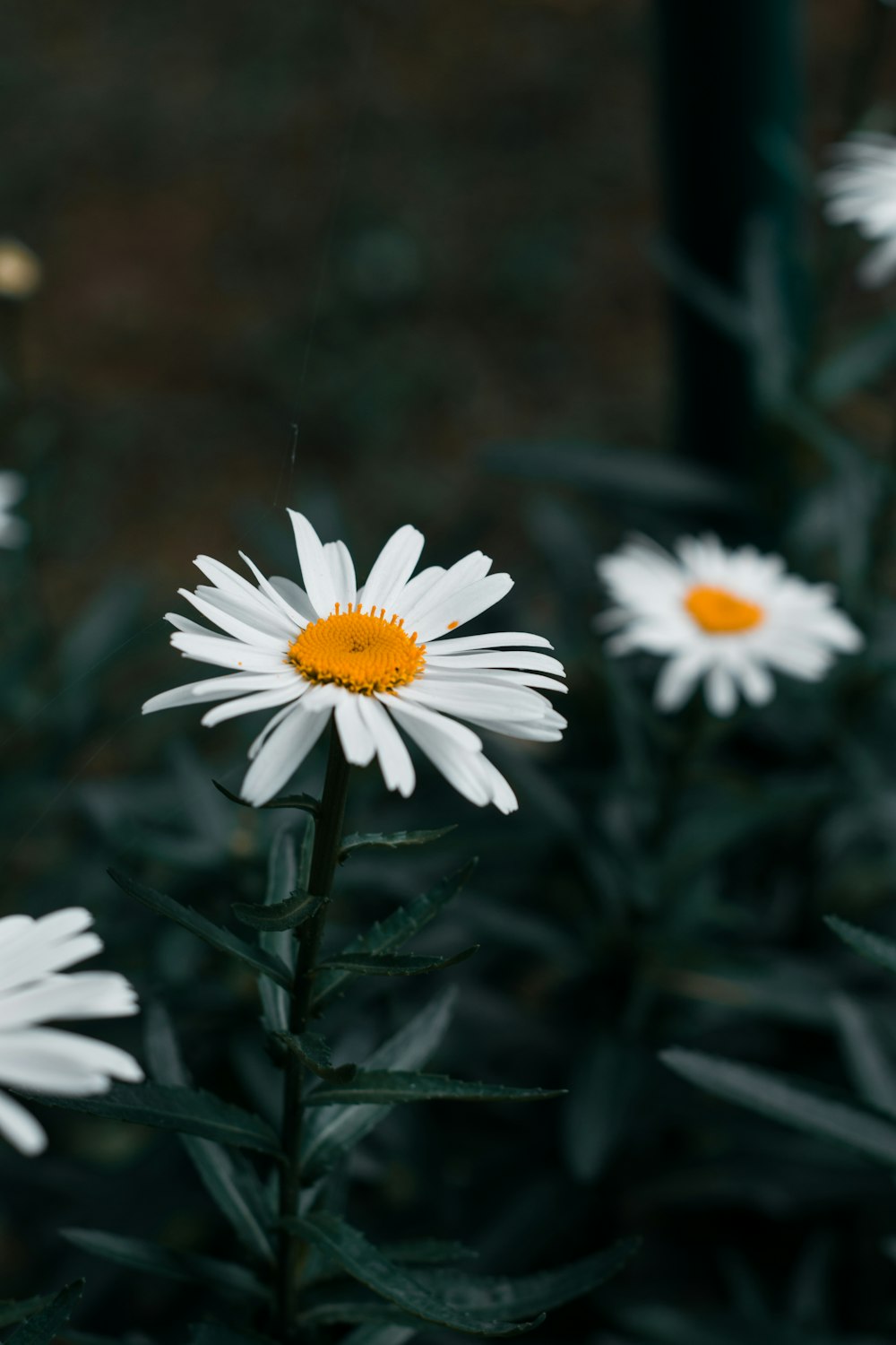 white daisy in bloom during daytime