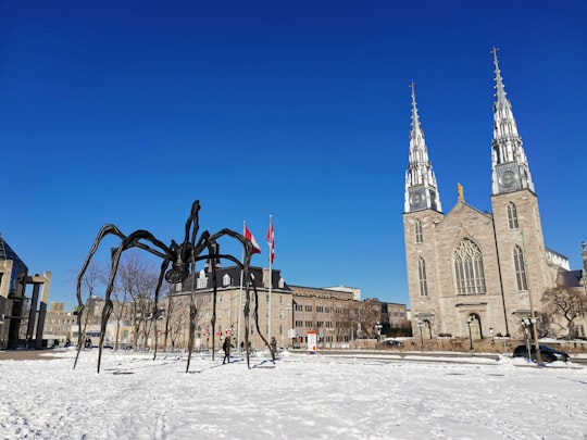 brown concrete building under blue sky during daytime in Notre-Dame Cathedral Basilica Canada