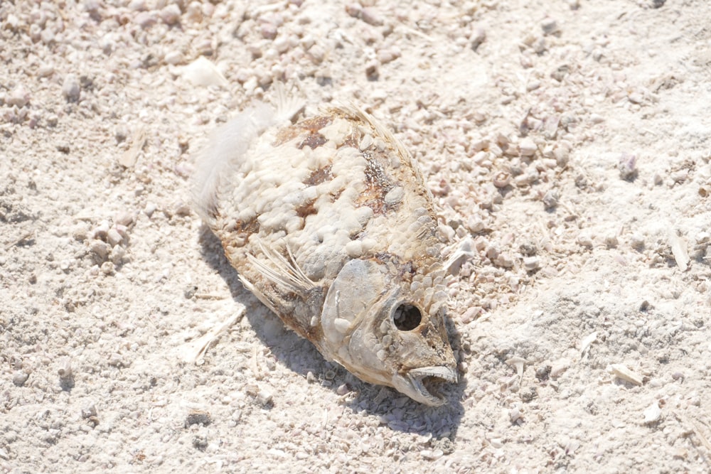 Pescado marrón y blanco sobre arena marrón