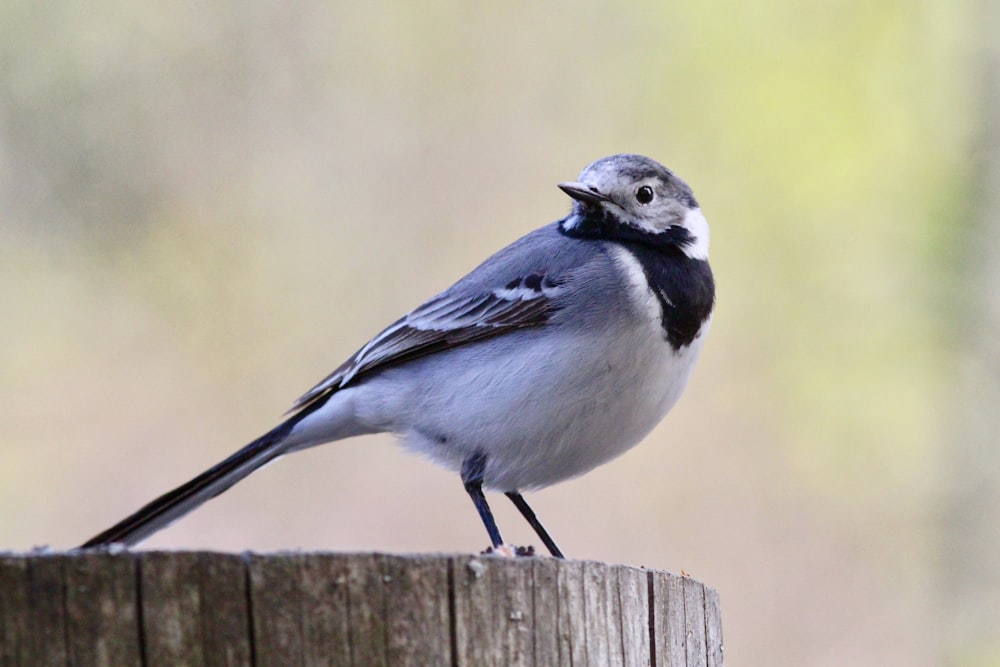 white and blue bird on brown wooden fence during daytime