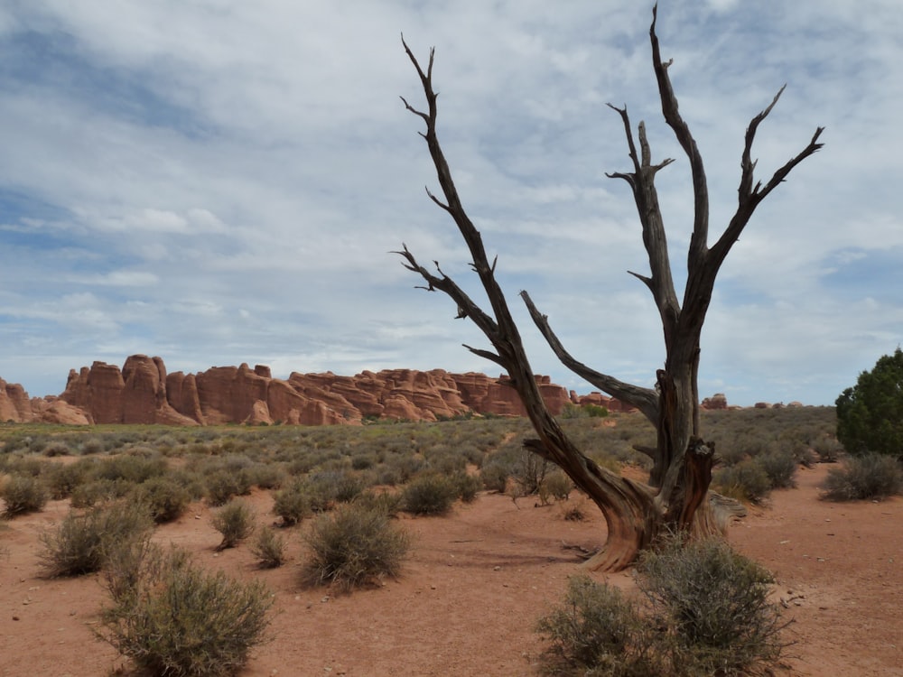 bare tree on brown field during daytime