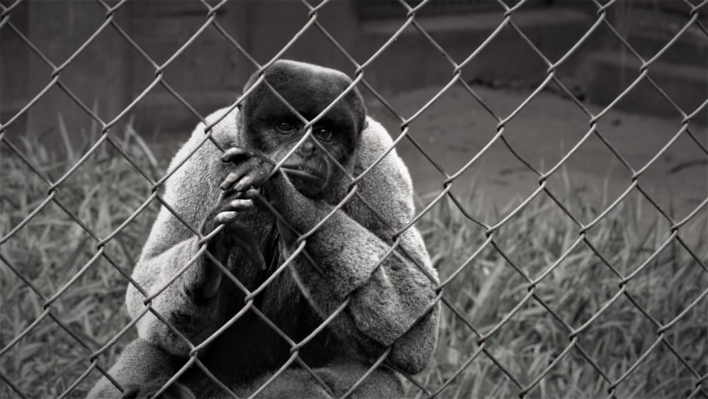 brown monkey on green metal fence