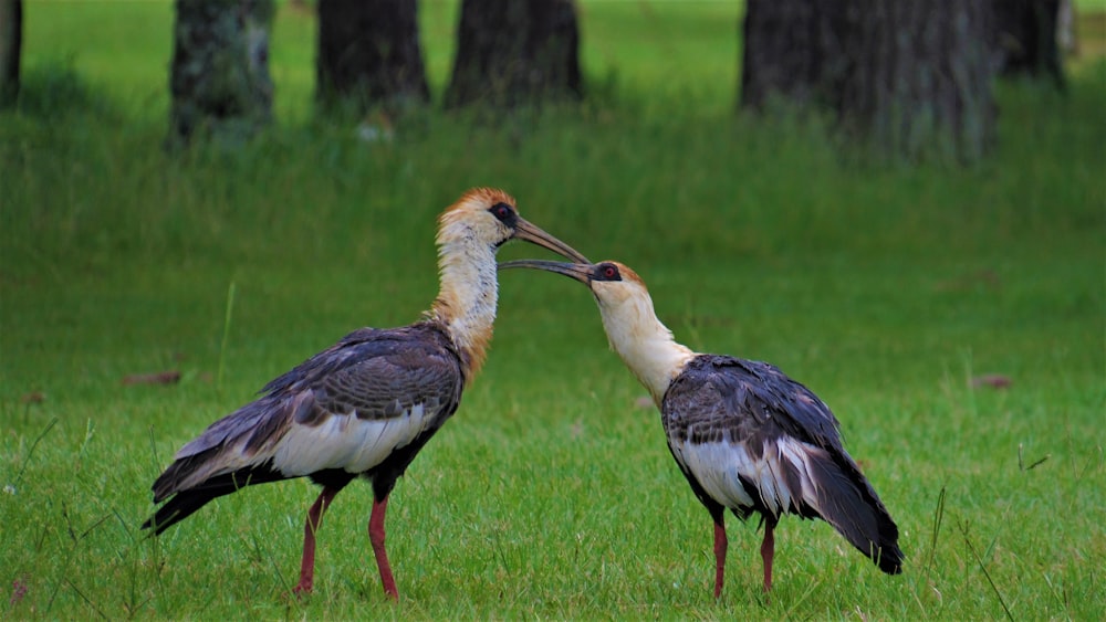 white black and brown bird on green grass during daytime