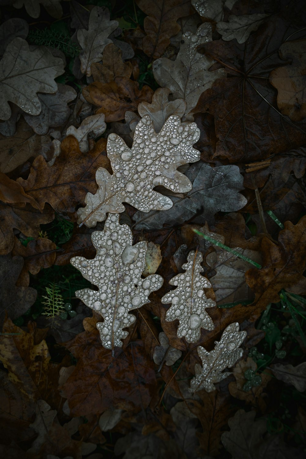 녹색 잎에 흰 눈 조각
