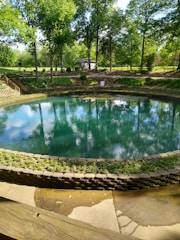 green trees beside swimming pool during daytime