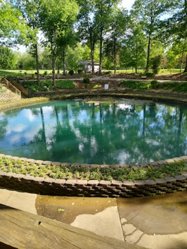 green trees beside swimming pool during daytime