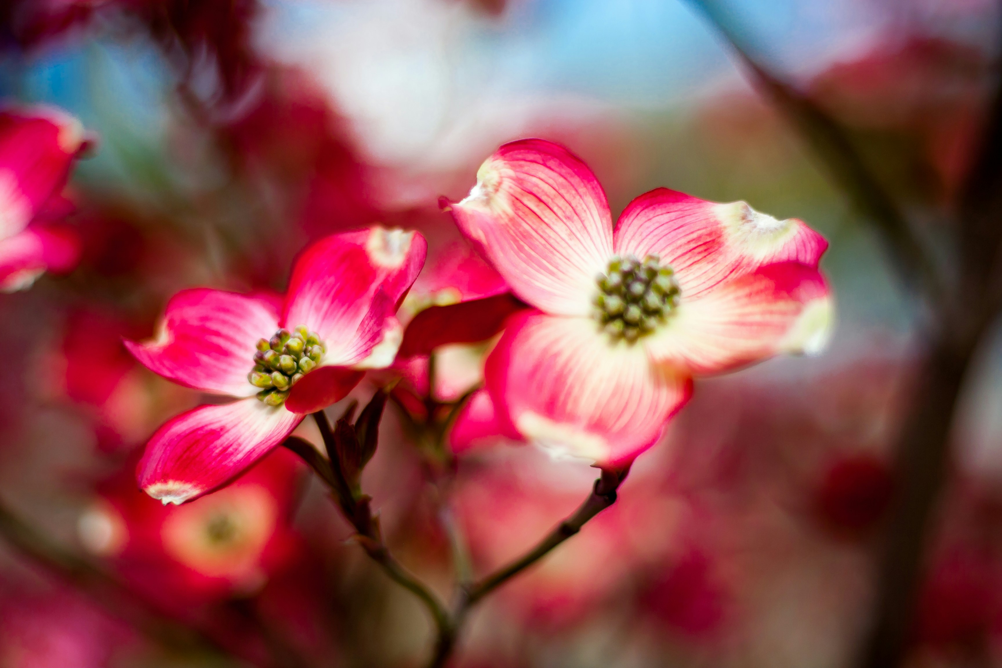 Photo by anupthukral