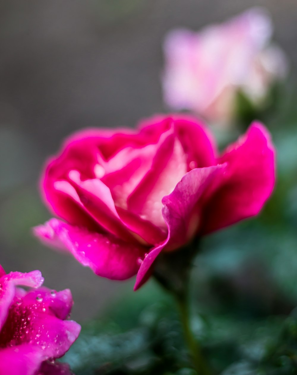 rosa rosa em flor durante o dia