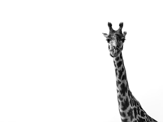 black and white giraffe illustration