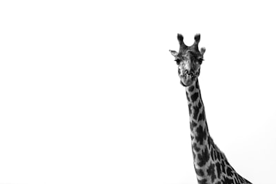 black and white giraffe illustration curious zoom background