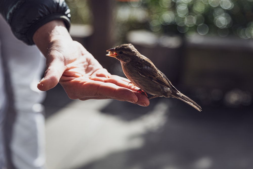 人の手の上の茶色の鳥