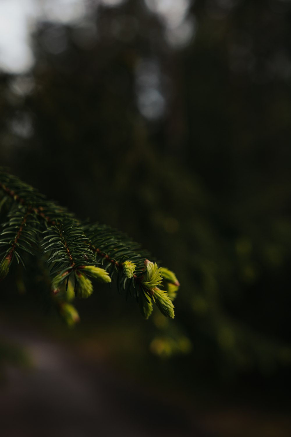 green leaf in tilt shift lens