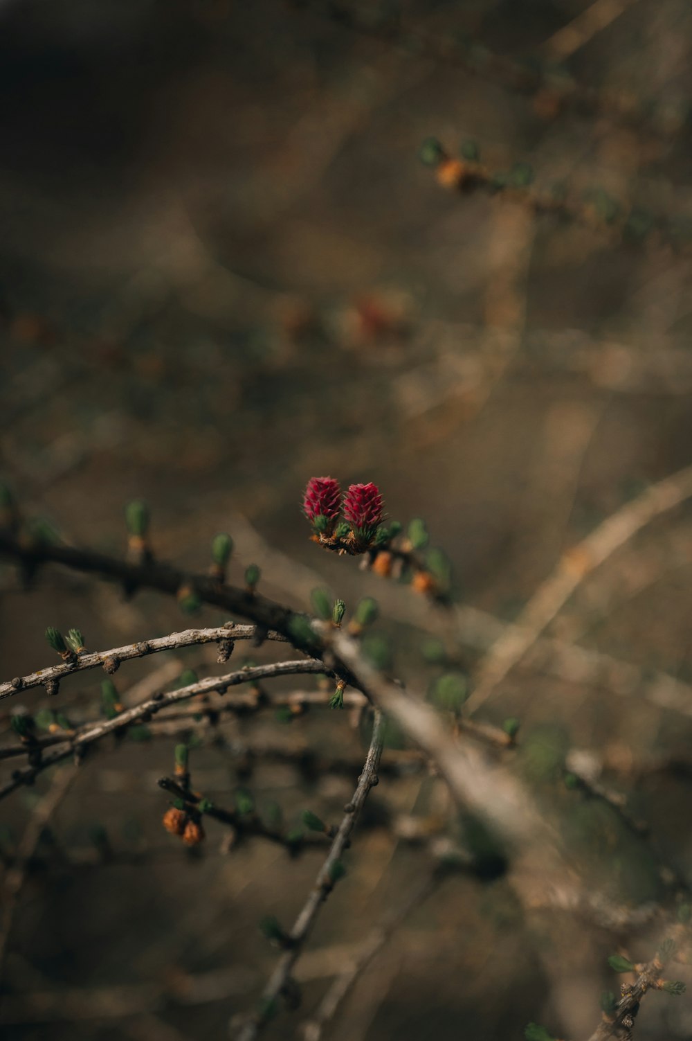 red flower on brown tree branch