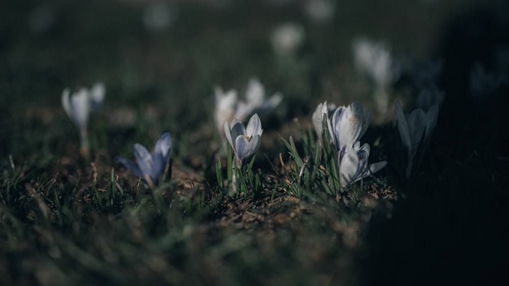 white crocus flowers in bloom during daytime