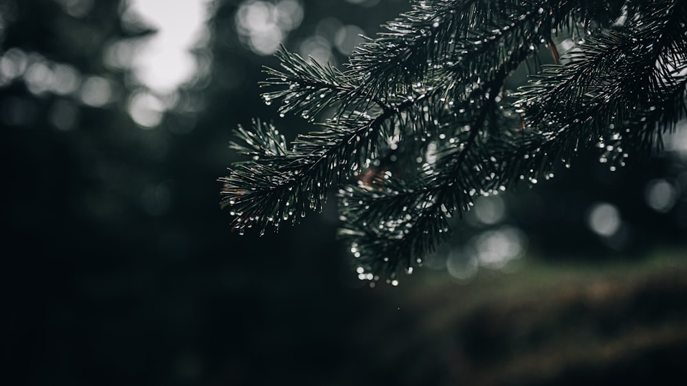 green pine tree with water droplets