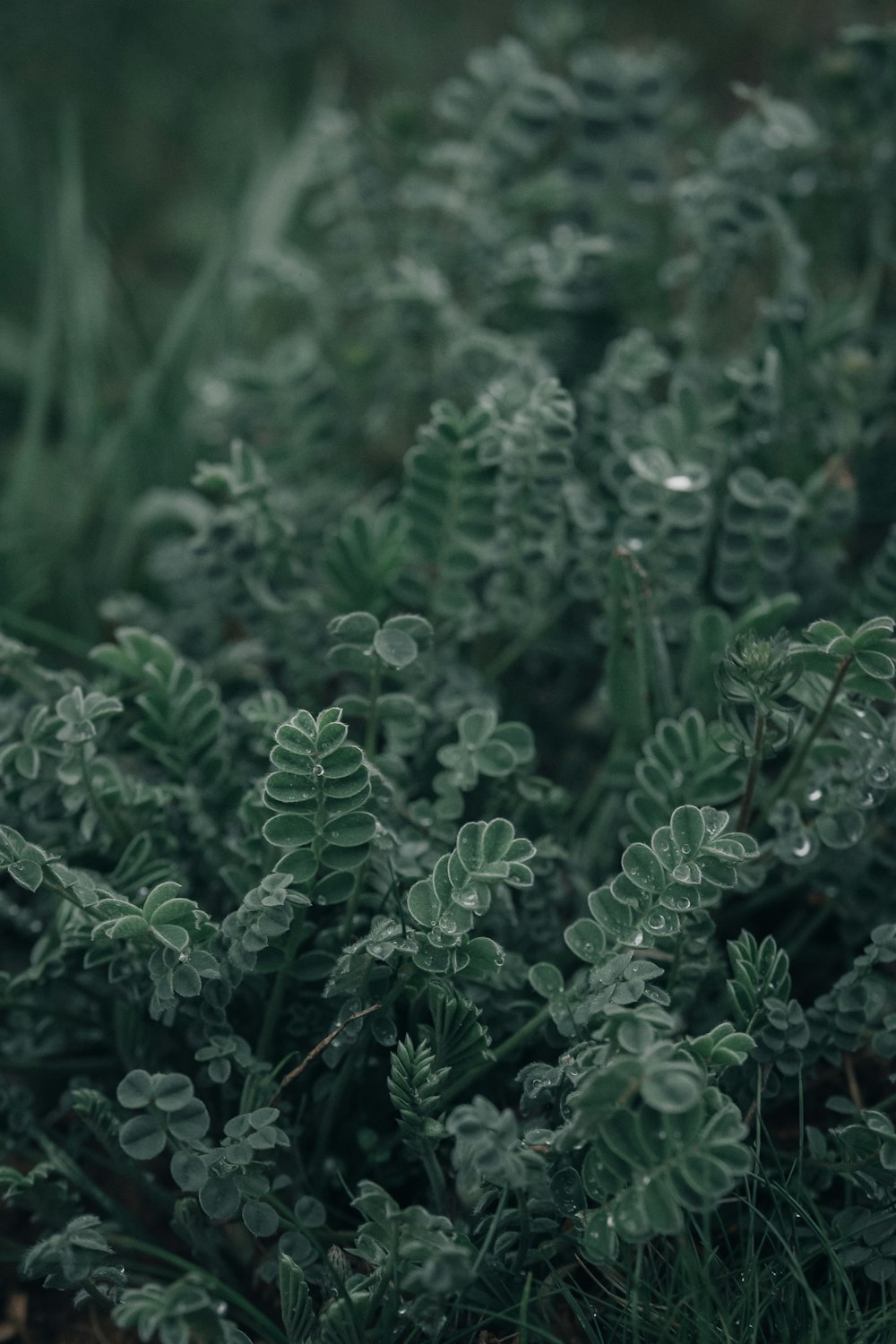 green plant in close up photography