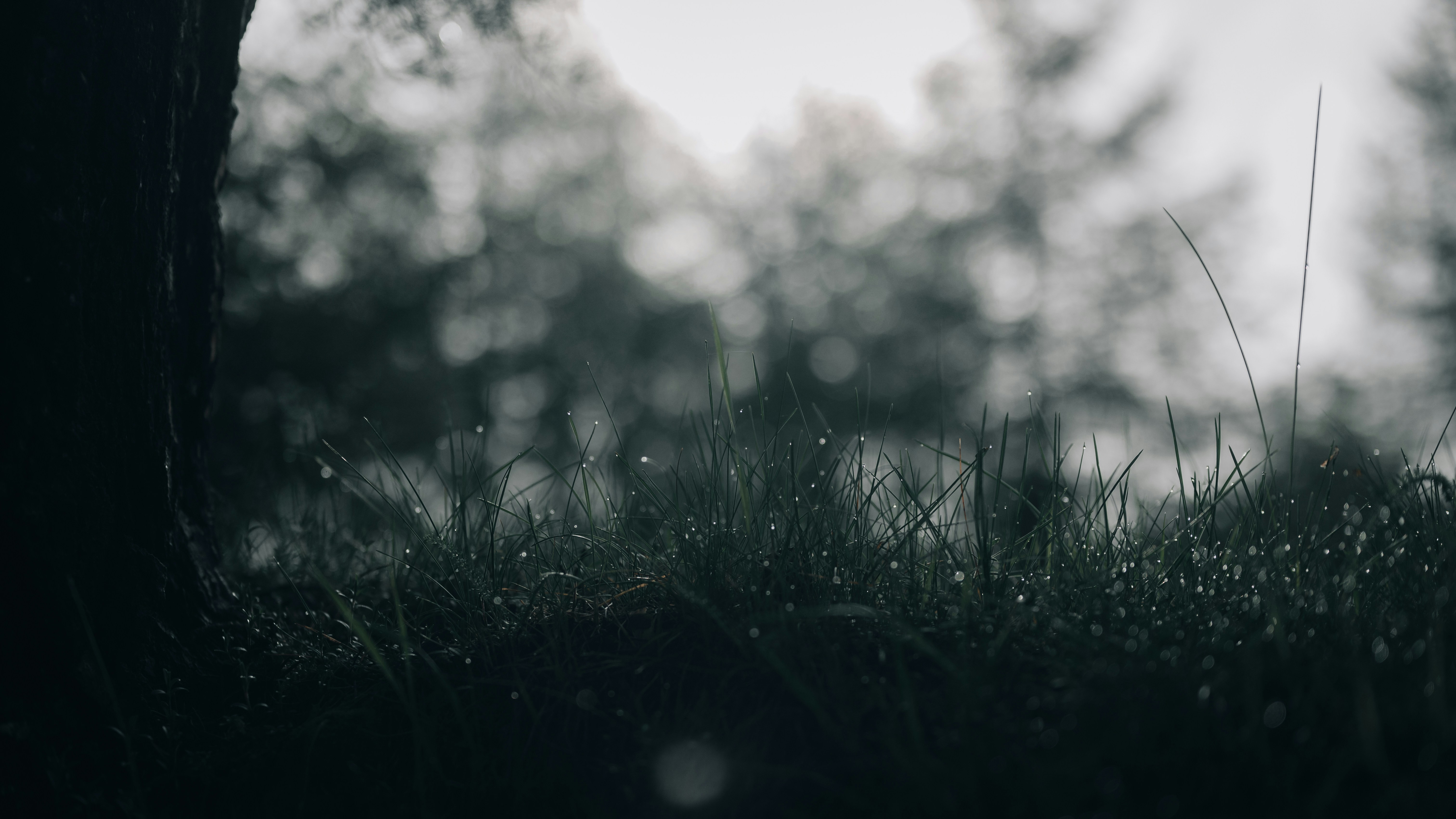 昼間の緑の芝生